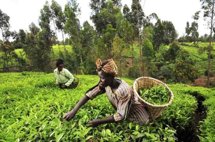 Agriculture Blockchain Africa