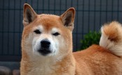 Shiba Inu