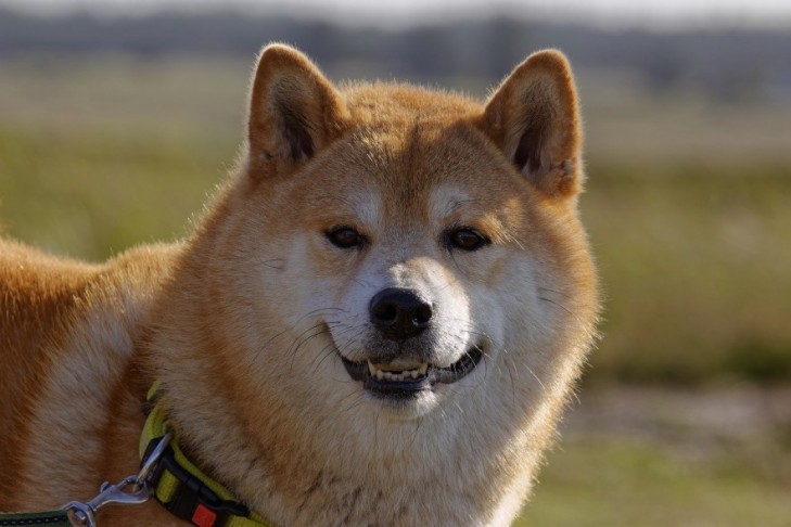 Shiba Inu